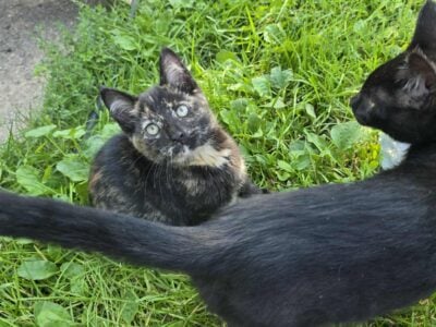 Cute kittens free to their forever home