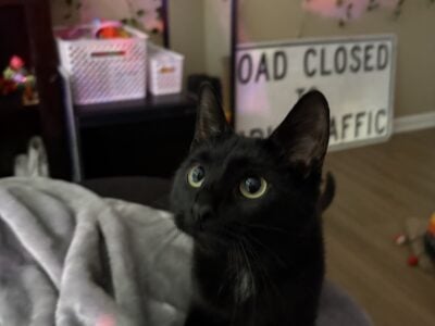 domesticated shorthair needs rehomed asap