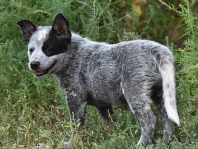 Blue Australian Cattle Dog (heeler)