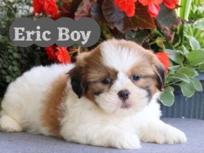 Eric Shichon boy 9 weeks