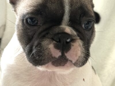 AKC Standard French Bulldogs