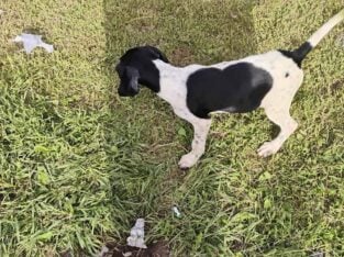 German shorthair pointers puppies males ready for