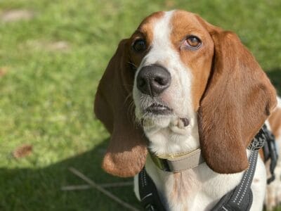 Basset Hound needs a good home