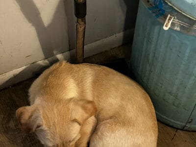 labradoodle/golden doodle to rehome