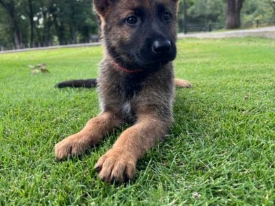 German Shepherd X Belgian Malinois puppies