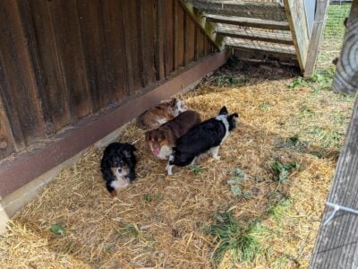 TOY AUSTRALIAN SHEPHERD