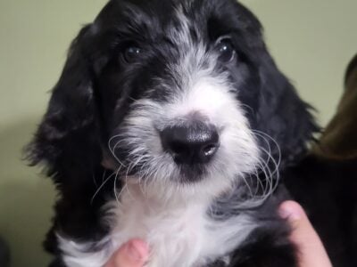 F1B Goldendoodle puppies