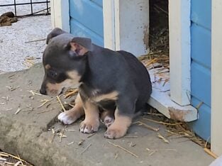 Teddy Roosevelt terriers