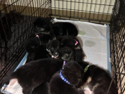 Border collie & German Shepherd Puppies
