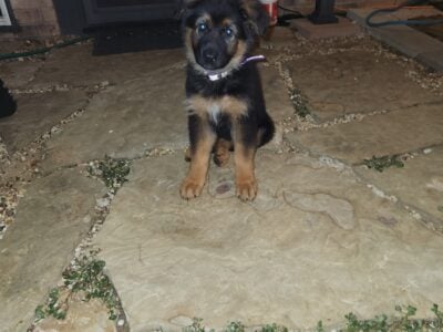 German shepard puppies