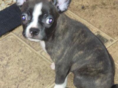 Beautiful Boston Babies