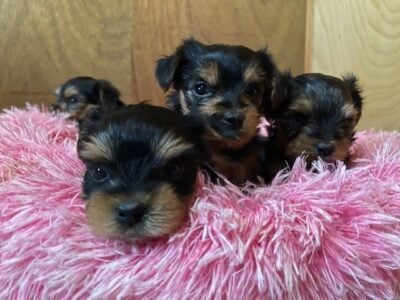 Purebred Yorkshire terrier