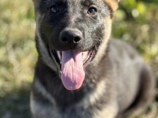 AKC German Shepherd Puppies