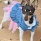 Toy fox terrier