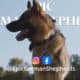 AKC German Shepherd Puppies