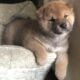 Purebred Red Shiba Inus. Male and female