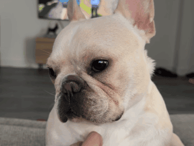 French Bulldog Lovely Girl!