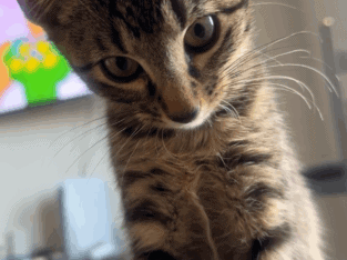 Rehoming 3 month old boy kitten