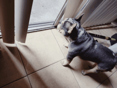 I have a beautiful Male Frenchie