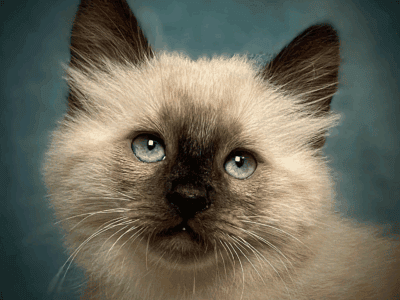 Chocolate Pointed Ragdolls