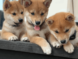 Shiba Inu