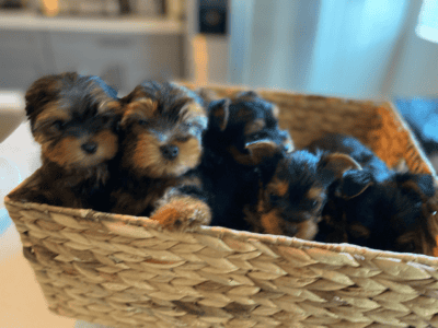 Cute Purebred Yorkshire Terrier AKA Yorkie &nbsp;...