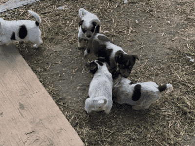 Blue Heeler puppies for sale