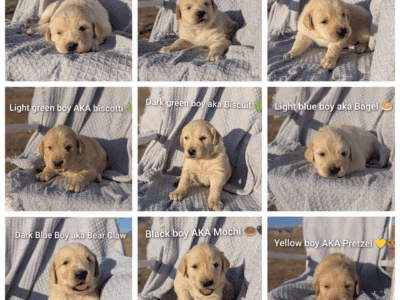 Golden Pyrenees puppies