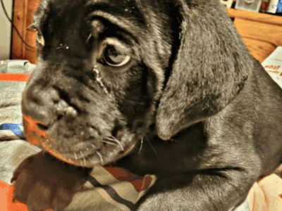 Cane corso