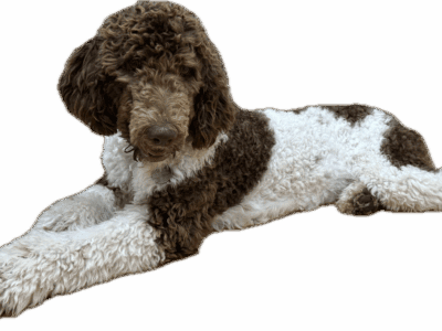 AKC registered Parti Poodle