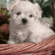 Maltese puppies