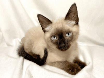 Ragdoll Mix Kitten