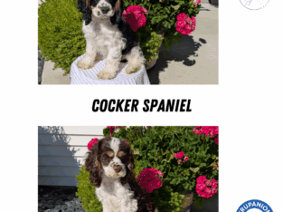 AKC COCKER SPANIEL PUPS