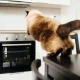 Tips to Discourage Your Cat from Jumping on Counters